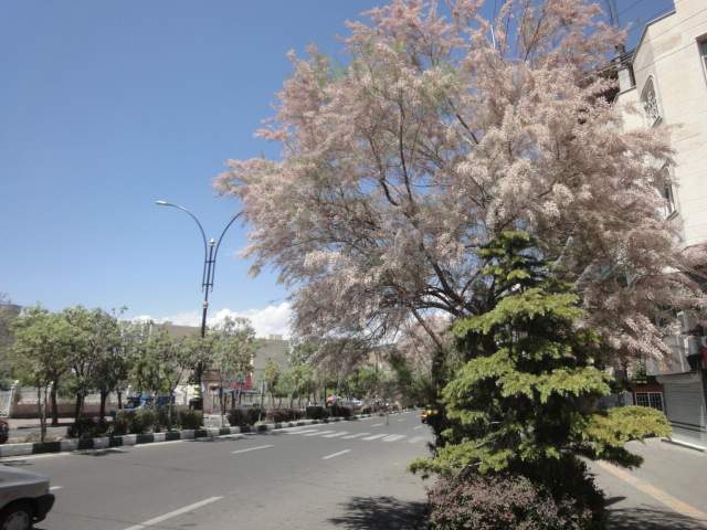 درخت گز Tamarix
